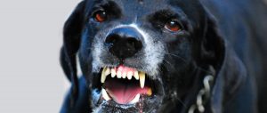 Probleme mit dem Hund? hundeschule Nürnberg, Hundetrainer in Nürnberg, Fürth, Erlangen, Ansbach und Bayern