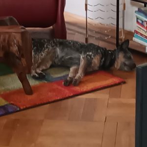 Wieviel Ruhe braucht ein Hund?