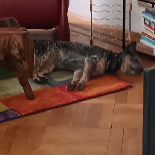 Wieviel Ruhe braucht ein Hund?