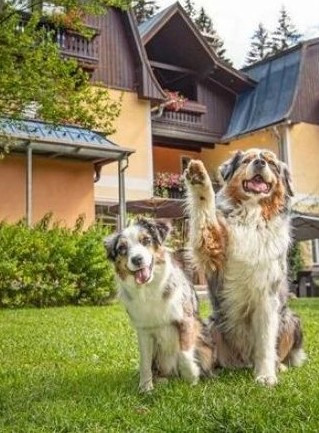 Hallo Zu unserem Workshop in Bad Gastein drei Tolle Tage für dich und deinen Hund.